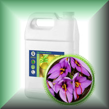 Saffron Absolute Essential Oil (Crocus sativus)