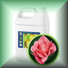 Tea Rose Absolute Essential Oil (Rosa Odorata, Rosa Hybrida)