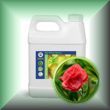 Carnation Absolute Oil (Dianthus Caryophyllus)