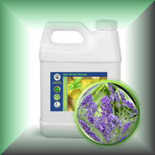 Lavender (Lavendula Augustifolia) Essential Oil - Kashmir