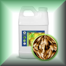 Ginger Root Essential Oil (Zingiber officinale)