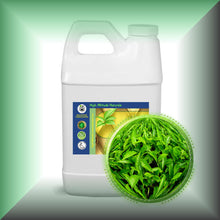 Green Tea Absolute Oil (Camellia Sinensis) buy bulk wholesale