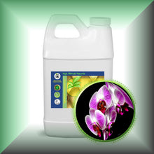 Orchid Absolute Oil (Orchidaceae)