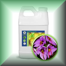Saffron Absolute Essential Oil (Crocus sativus)