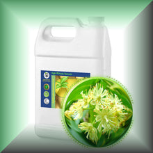 Linden Blossom (Tilia Vulgaris) Essential Oil bulk wholesale
