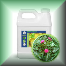 Milk Thistle (Silybum Marianum) Seed Oil for Skin and Hair in a 32 fl oz jug.