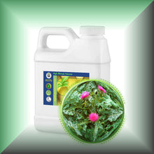 Milk Thistle (Silybum Marianum) Seed Oil for Skin and Hair in a 16 fl oz jug.