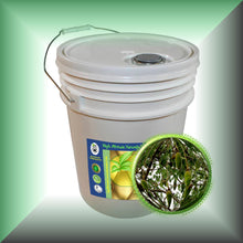 Baobab Seed Oil for Face, Dry Skin, Hair & Massage in a 5-Gallon pail for bulk,wholesale purchase.