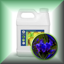 Echium Seed Oil for Face, Skin & Hair – Omega-3, SDA & GLA, in a 32 fl oz jug.