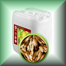 Ginger Root Infused Oil for Warming Massage, Body & Hair in a 5-gallon jerrycan, bulk, wholesale size.