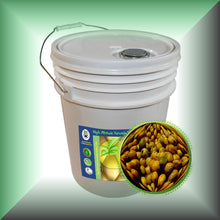 Marula Oil for Face, Skin, Hair & Body - Virgin, 5 gallons pail, bulk, wholesale size.