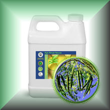 Moringa Ben Oil for Face, Skin, Hair & Massage, in a 32 fl oz jug.