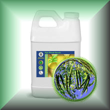 Moringa Ben Oil for Face, Skin, Hair & Massage, in a 64 fl oz jug, bulk size.