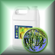 Moringa Ben Oil for Face, Skin, Hair & Massage, in a Gallon jug, bulk, wholesale size. 