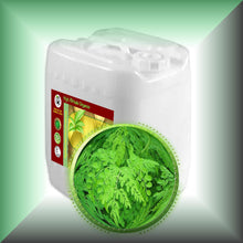 Moringa Leaf Oil Extract for Face, Skin, Hair & Massage, in a 5-gallon jerrycan, bulk, wholesale size.