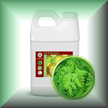 Moringa Leaf Oil Extract for Face, Skin, Hair & Massage, in a 64 fl oz jug, bulk.