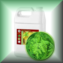 Moringa Leaf Oil Extract for Face, Skin, Hair & Massage, in a Gallon jug, bulk, wholesale size.