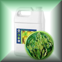 Oat Oil for Face, Dry Skin, Hair & Scalp - Virgin, in a Gallon jug, bulk, wholesale size.