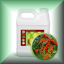 Sea Buckthorn Berry Oil for Face, Skin & Hair - Virgin, in a 32 fl oz jug. 