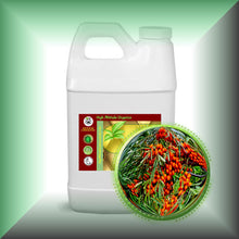 Sea Buckthorn Berry Oil for Face, Skin & Hair - Virgin, in a 64 fl oz jug.