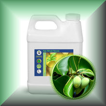Tamanu (Foraha) Oil for Skin & Hair - Pourable, in a 32 fl oz jug.