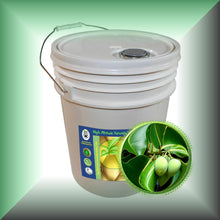 Tamanu (Foraha) Oil for Skin & Hair - Pourable, in a 5-gallon pail, bulk, wholesae size.