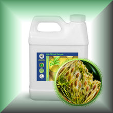 Carrot Seed Carrier Oil for Face, Skin, Hair & Massage - Virgin in a 32 fl oz jug.