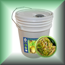 Carrot Seed Carrier Oil for Face, Skin, Hair & Massage - Virgin in a 5-gallon pail for bulk,wholesale purchases.