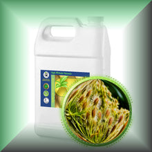 Carrot Seed Carrier Oil for Face, Skin, Hair & Massage - Virgin in a Gallon size jug for bulk wholesale purchases.