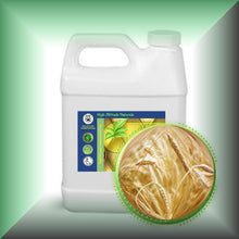 Wheat Germ Oil for Dry Mature Skin, Fine Lines & Hair - Virgin, in a 32 fl oz jug.