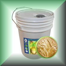 Wheat Germ Oil for Dry Mature Skin, Fine Lines & Hair - Virgin, in a 5-gallon pail, bulk,wholesale.