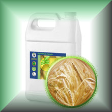 Wheat Germ Oil for Dry Mature Skin, Fine Lines & Hair - Virgin, in a gallon jug, bulk,  wholesale size.